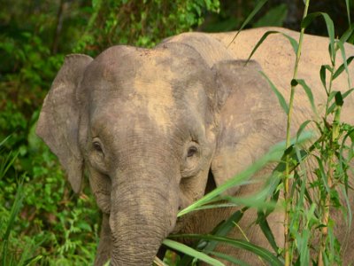 Borneo pgymy elephant, Sukau (3)